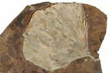 Fossil Ginkgo Leaf with Winged Walnut Fruit - North Dakota #189048-1